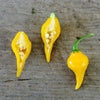 Biquinho Yellow Pepper (55 Days) - Vegetables