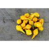 Biquinho Yellow Pepper (55 Days) - Vegetables