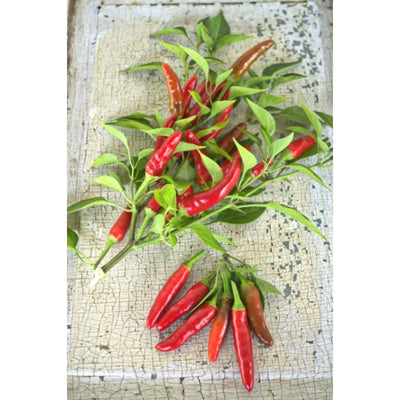 Birds Eye Chili Pepper (85 Days) - Vegetables