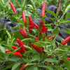 Birds Eye Chili Pepper (85 Days) - Vegetables
