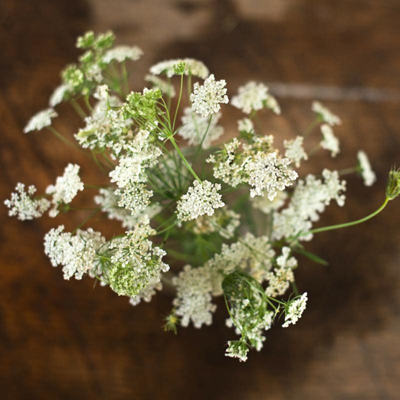 bishops flower seeds Bishop's Flower