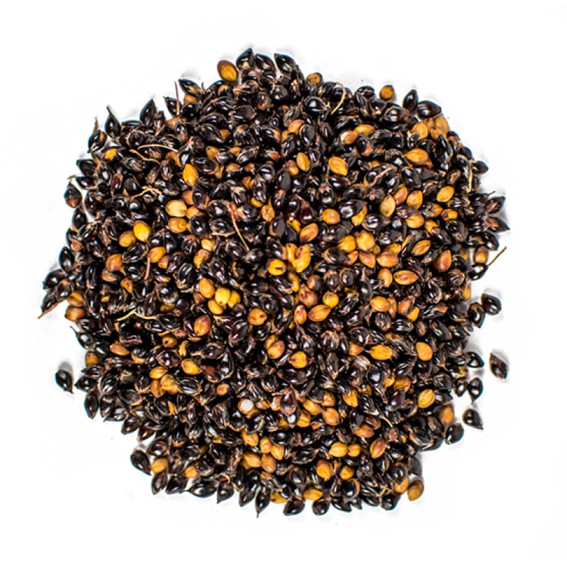 Black Amber Broom Corn (105 days, Heirloom)
