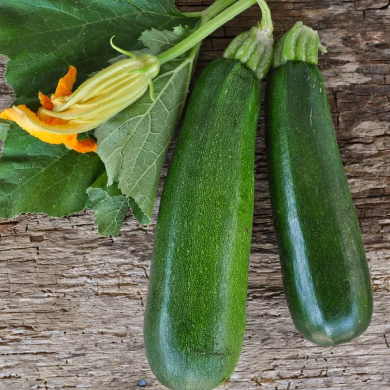 Black Beauty Zucchini (Heirloom 55 Days) - Vegetables