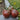 Black Cherry Tomato (Organic 80 Days) - Vegetables
