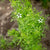 Black Cumin
