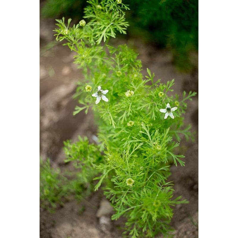 images of black seed plant Black Cumin – Pinetree Garden Seeds
