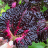 Black Dragon Coleus - Flowers