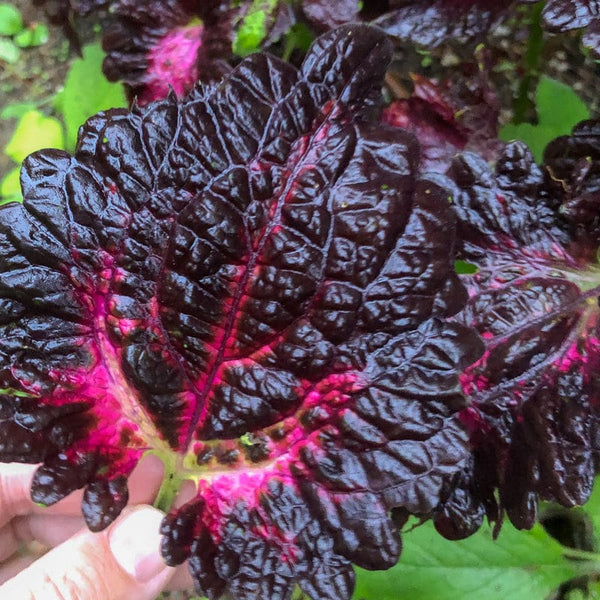 Black Dragon Coleus – Pinetree Garden Seeds