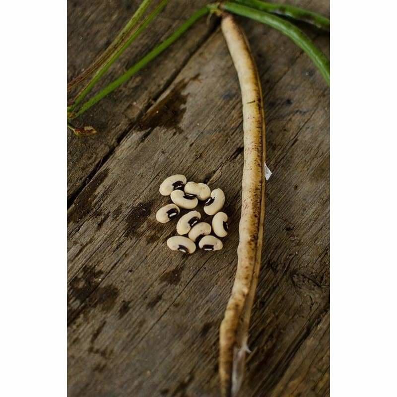 black eyed pea seeds planting Black Eyed Pea (70 Days) Vigna unguiculata – Pinetree Garden Seeds