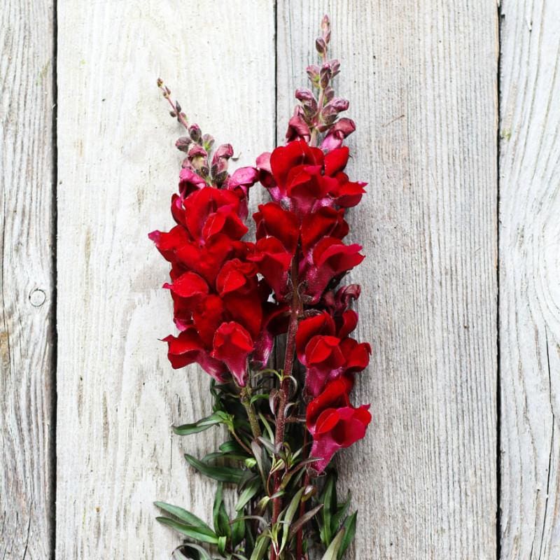 Black Prince Snapdragon