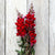 Black Prince Snapdragon