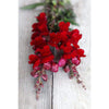 Snapdragon - Black Prince - Flowers