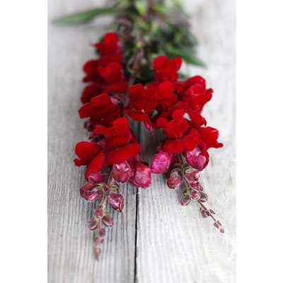 Snapdragon - Black Prince - Flowers
