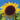 Black Russian Sunflower - Flowers
