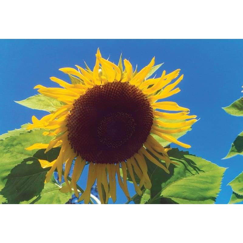 Black Russian Sunflower