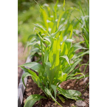 Black Salsify Scorzonera (Heirloom 120 Days) - Vegetables