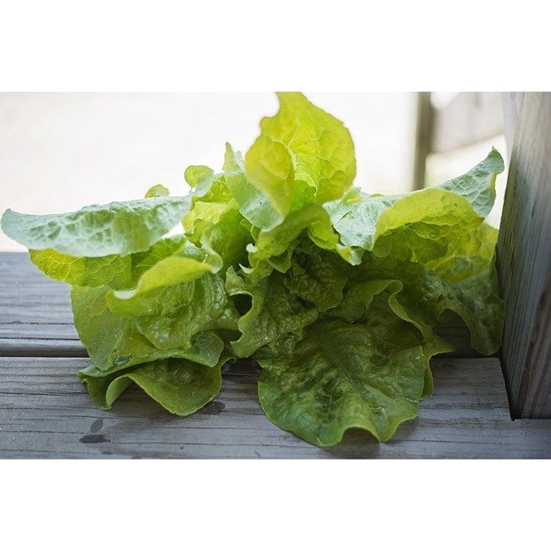 Black Seeded Simpson Lettuce (Heirloom, 46 Days) Garden Seeds