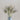 Black Tip Wheat - Flowers