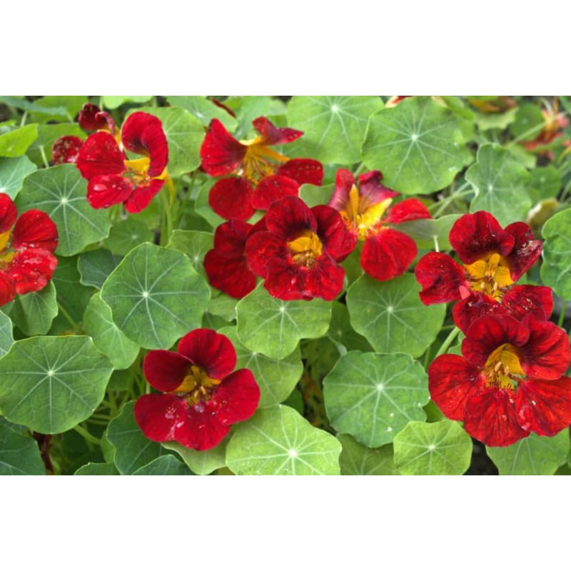 black velvet flower seeds Black Velvet Nasturtium – Pinetree Garden Seeds