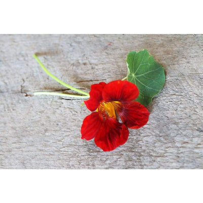 Nasturtium - Black Velvet - Flowers