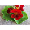 Nasturtium - Black Velvet - Flowers