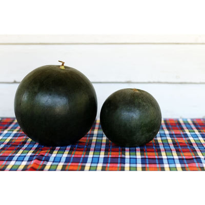 Blacktail Mountain Watermelon (70 Days) - Vegetables
