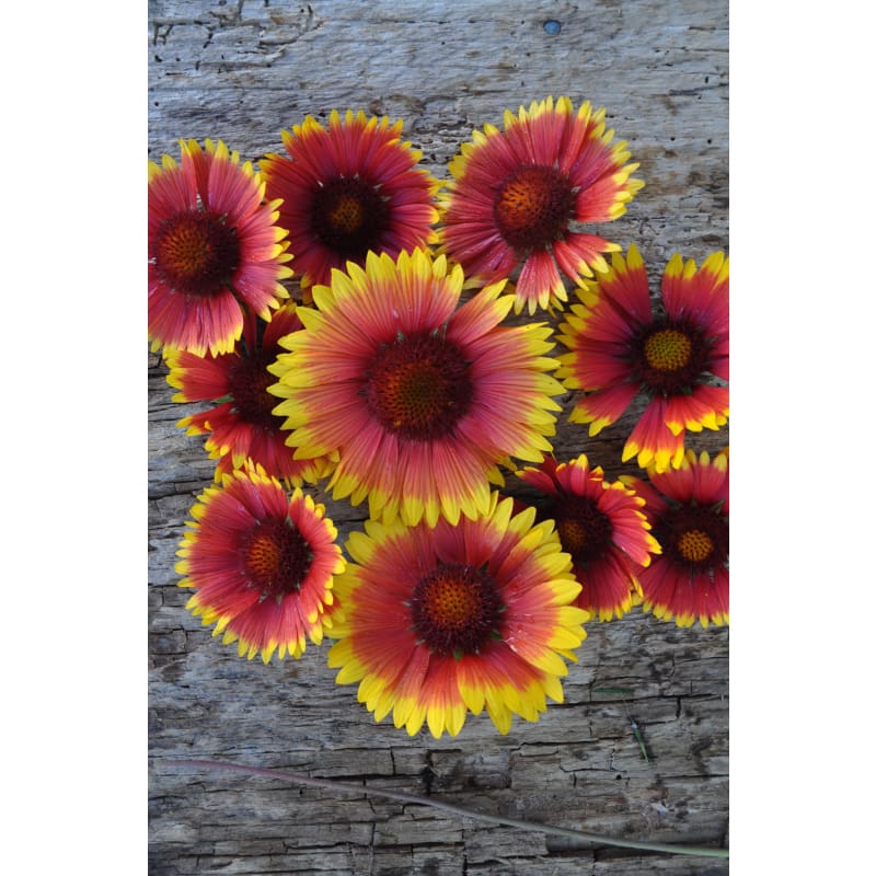 Blanket Flower - Flowers