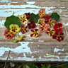 Bloody Mary Nasturtium