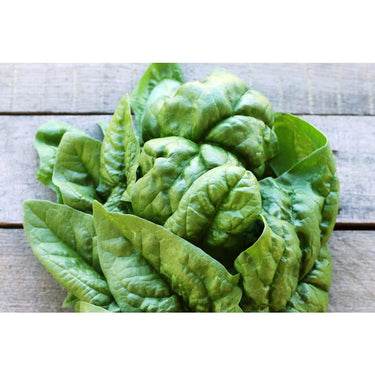Bloomsdale Long Standing Spinach (Heirloom 42 Days) - Vegetables