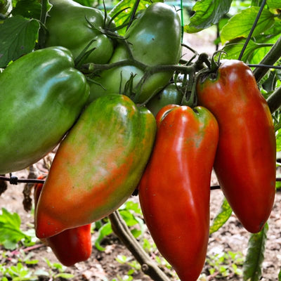 Blue Beech Tomato (Organic 85 Days) - Vegetables