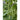 Blue Lake FM1K Pole Bean