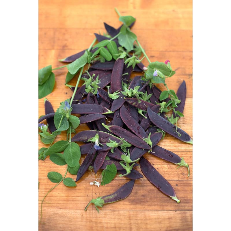 Blue Podded Pea (Heirloom 80 Days) - Vegetables