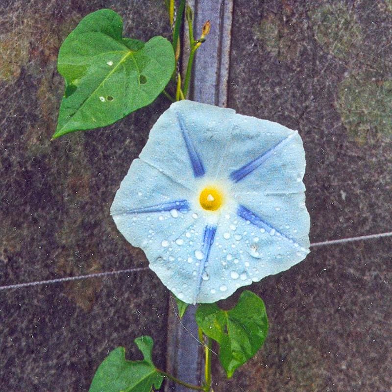 Blue Star Morning Glory - Flowers