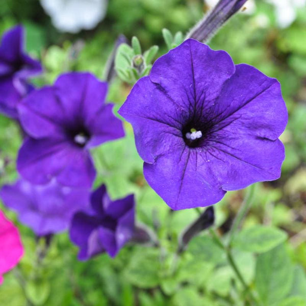 Blue Wave Petunia