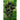 Blueberries Tomato (Organic 85 Days) - Vegetables