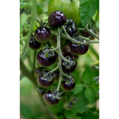 Blueberries Tomato (Organic 85 Days) - Vegetables