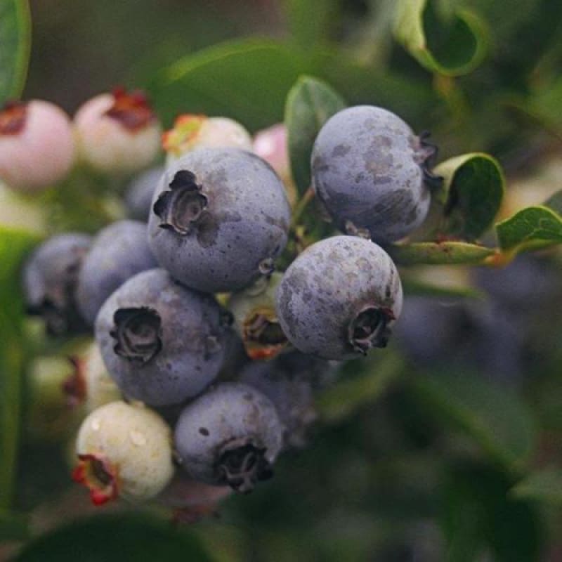 Blueberry 'Northland'