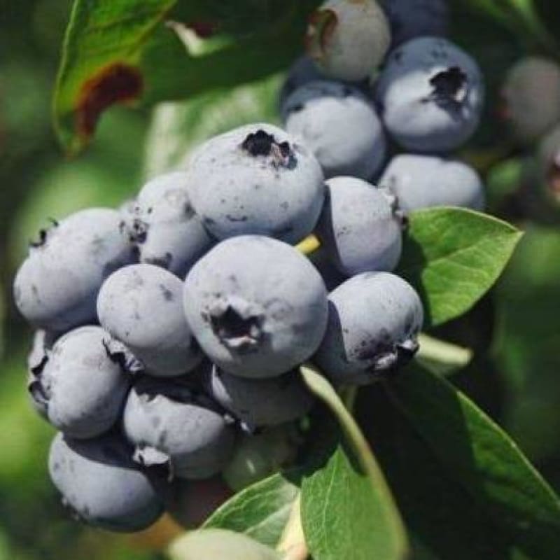 Blueberry ’Patriot’ - Spring