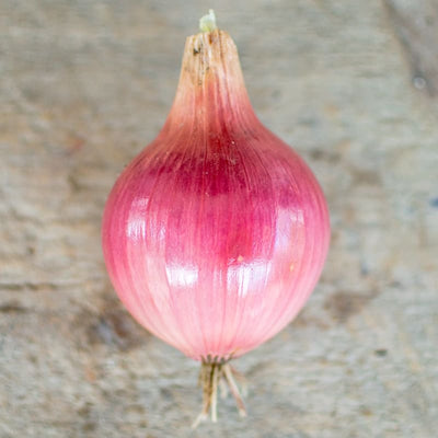 Blush Onion (F1 Hybrid 115 Days) - Vegetables