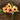 Blushing Susie Thunbergia - Flowers