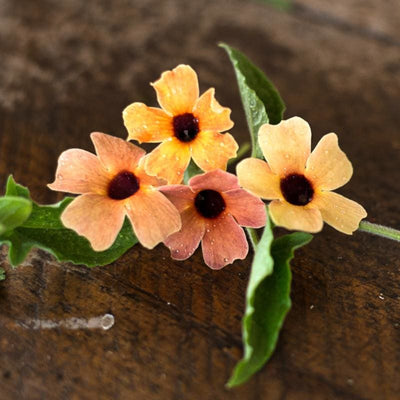 Blushing Susie Thunbergia - Flowers