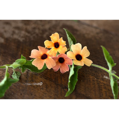 Blushing Susie Thunbergia - Flowers