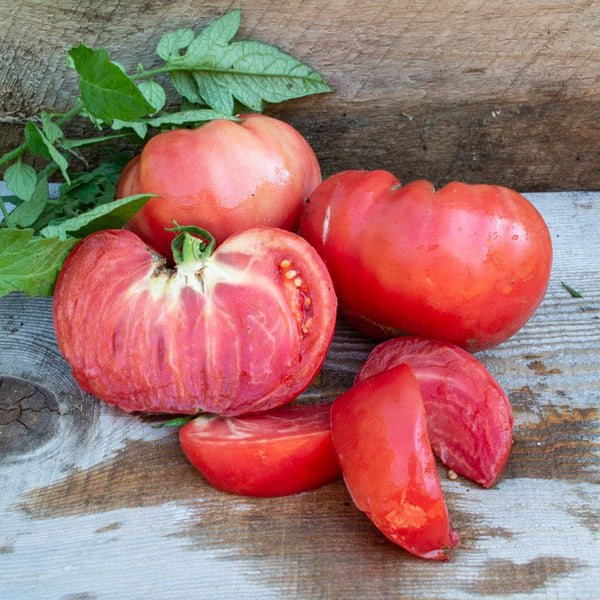 BlushingStar Tomato (F1 Hybrid 70-75 Days)