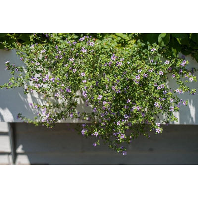 Blutopia Bacopa - Flowers