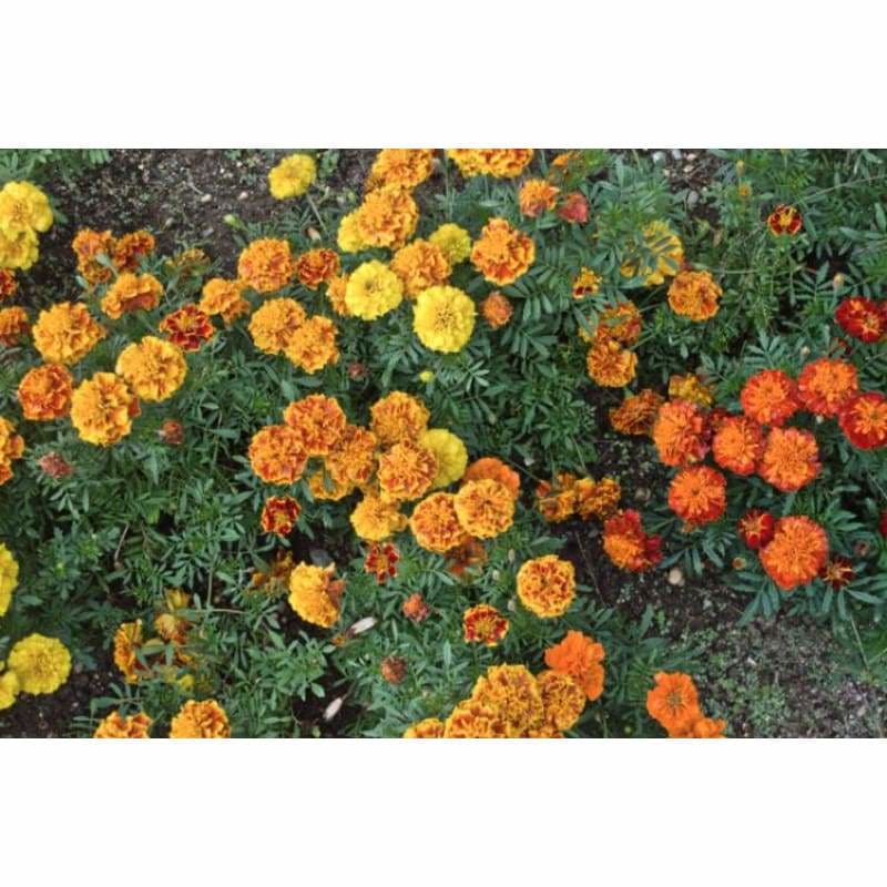 Bonanza Mix Marigold - Flowers
