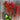 Bonfire Salvia - Flowers