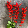Bonfire Salvia - Flowers