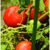 Bonny Best Tomato (Heirloom 72 Days) - Vegetables