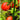 Bonny Best Tomato (Heirloom 72 Days) - Vegetables