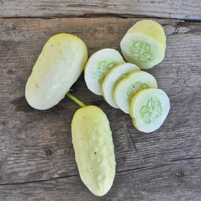 Boothby’s Blond Cucumber (Heirloom 63 Days) - Vegetables